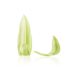 Dobla Chocoladedecoratie Blad Groen/Wit (260 stuks)