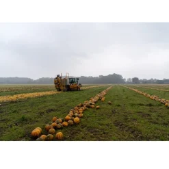 Nederlandse Pompoenpitolie 100ml