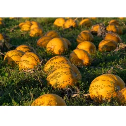 Nederlandse Pompoenpitten Caramel Zeezout 150g
