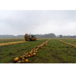 Nederlandse Pompoenpitten Geroosterd 150g
