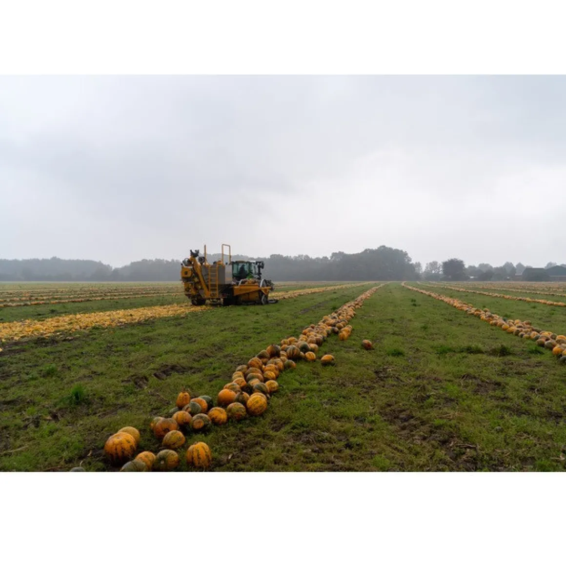 Nederlandse Pompoenpitten Geroosterd & Gezouten 150g