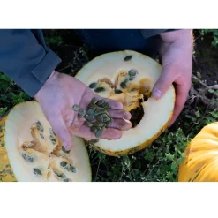 Nederlandse Pompoenpitten Honing 150g